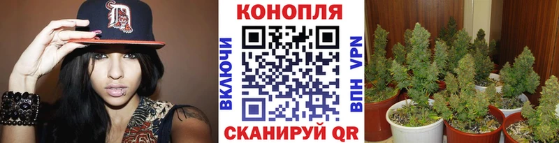Марихуана White Widow  мориарти как зайти  Ачхой-Мартан 